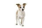 Jack Russell Terrier vor weiem Hintergrund