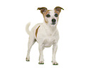 Jack Russell Terrier vor weiem Hintergrund