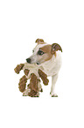 Jack Russell Terrier vor weiem Hintergrund