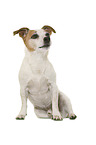 Jack Russell Terrier vor weiem Hintergrund