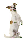 Jack Russell Terrier vor weiem Hintergrund