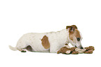 Jack Russell Terrier vor weiem Hintergrund