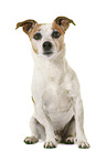 Jack Russell Terrier vor weiem Hintergrund