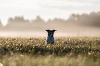 Jack Russell Terrier Portrait