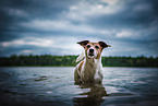 badender Jack Russell Terrier