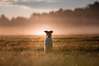 Jack Russell Terrier macht Mnnchen