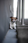 liegender Jack Russell Terrier