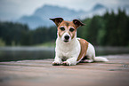 liegender Jack Russell Terrier