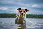 badender Jack Russell Terrier