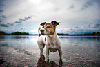 badender Jack Russell Terrier