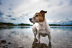 badender Jack Russell Terrier