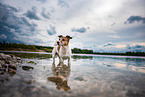 badender Jack Russell Terrier