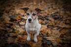 sitzender Jack Russell Terrier