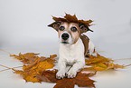 liegender Jack Russell Terrier
