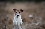 Jack Russell Terrier macht Mnnchen