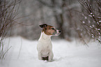 sitzender Jack Russell Terrier