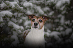 Jack Russell Terrier Portrait