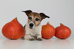 liegender Jack Russell Terrier