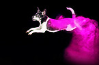 Jack Russell Terrier mit Holi Pulver