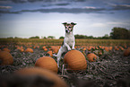 Jack Russell Terrier