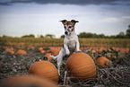 Jack Russell Terrier