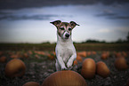 Jack Russell Terrier