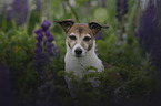 Jack Russell Terrier Portrait