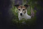 Jack Russell Terrier Portrait