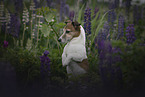 Jack Russell Terrier macht Mnnchen