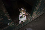 Jack Russell Terrier