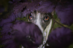 Jack Russell Terrier Portrait