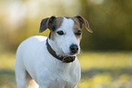 Jack Russell Terrier Portrait