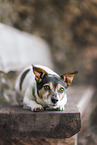 Jack Russell Terrier mit Stehohren