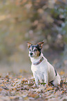 Jack Russell Terrier mit Stehohren