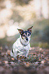 Jack Russell Terrier mit Stehohren