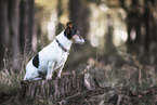 Jack Russell Terrier mit Stehohren