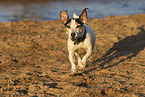 Jack Russell Terrier am Wasser