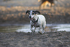 Jack Russell Terrier am Wasser