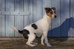 rauhaariger Jack Russell Terrier