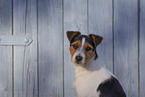 rauhaariger Jack Russell Terrier