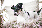 tricolor Jack Russell Terrier