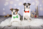 Jack Russell Terrier in Weihnachtsdeko