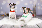 Jack Russell Terrier in Weihnachtsdeko