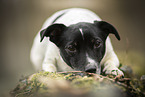 Jack Russell Terrier Hndin