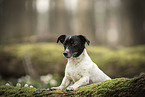 Jack Russell Terrier Hndin