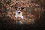 Jack Russell Terrier Hndin