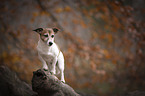 Jack Russell Terrier Hndin