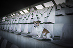 Jack Russell Terrier Hndin