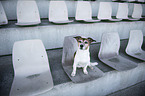 Jack Russell Terrier Hndin