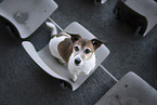 Jack Russell Terrier Hndin